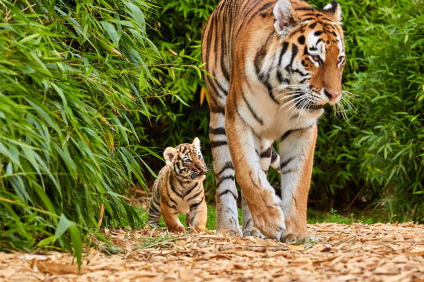 istock Tiger cub walking with his mother, amur tiger (Panthera tigris). 1649206399