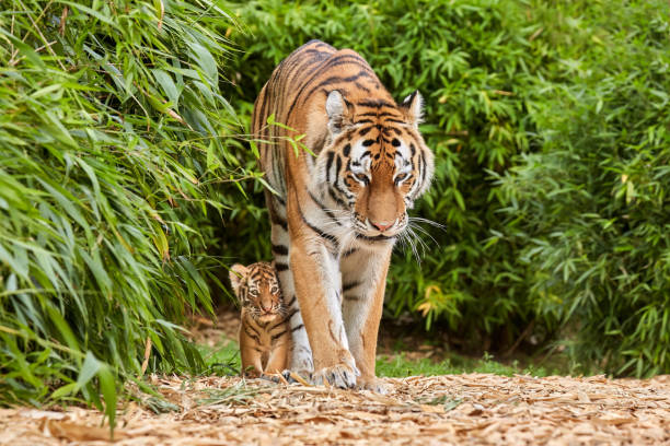 istock Tiger cub walking with his mother, amur tiger (Panthera tigris). 1649206406