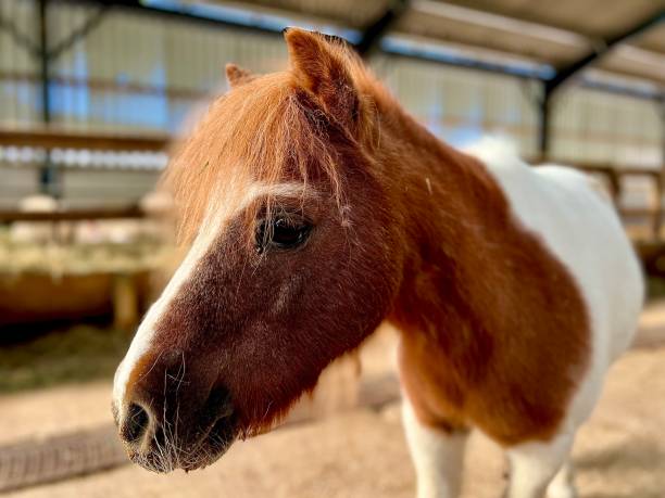 istock Close up of a horse 1649206936
