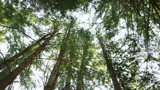 Low angle view of copse of pine trees rising up to the sky on a late afternoon in the summertime