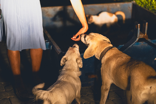 Adopted a stray dogs guarding a farm in the night after they taken from shelter.