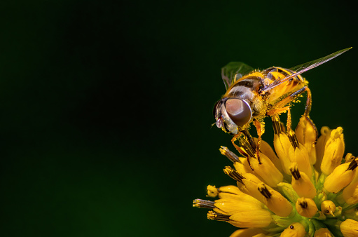 A honey bee is any member of the genus Apis, primarily distinguished by the production and storage of honey and the construction of perennial, colonial nests from wax.