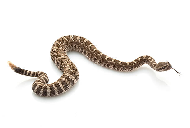 Northern Pacific Rattlesnake Northern Pacific Rattlesnake (Crotalus oreganus) isolated on white background. viper photos stock pictures, royalty-free photos & images