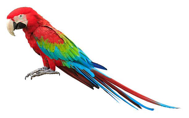 Colorful red parrot macaw stock photo