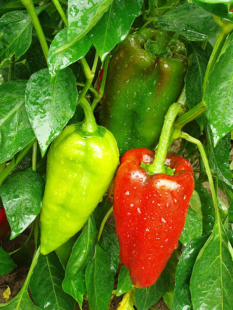 istock pepper plant after watering 164922117