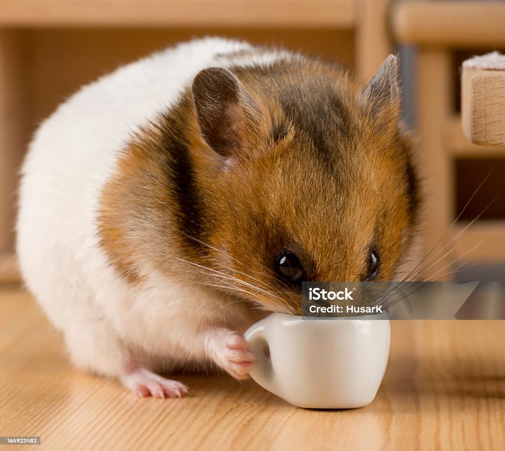 hamster trinkt Kaffee - Lizenzfrei Fotografie Stock-Foto