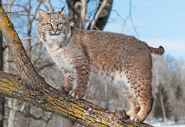 Bobcat (Lynx rufus) Stands on Branch stock photo