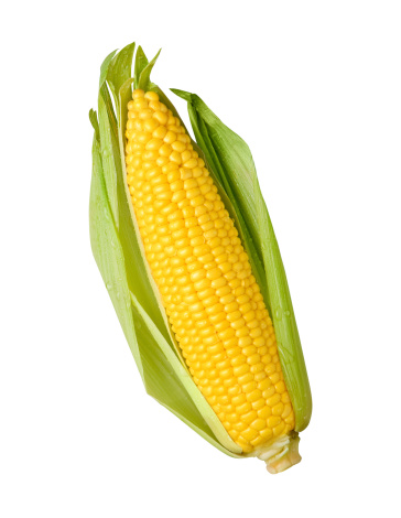Fresca de espiga de maíz Verde amarillo con cascabillo photo
