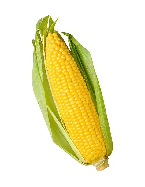 Photo of Fresh Ear of Yellow Corn with a Green Husk