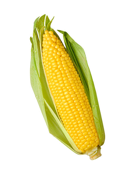 fresh ear of yellow corn with a green husk - sweetcorn bildbanksfoton och bilder