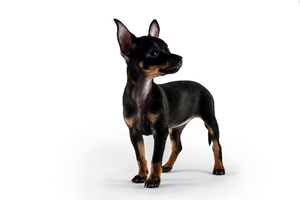 istock dog puppy Russian toy terrier 164922691