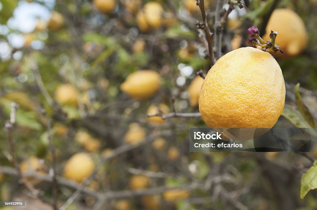 Limone su lemontree - Foto stock royalty-free di Albero