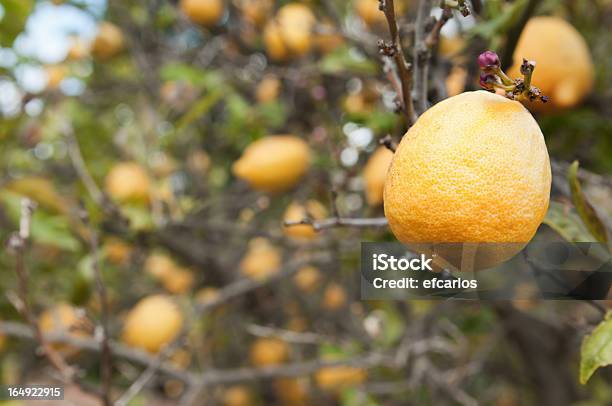 Limone Su Lemontree - Fotografie stock e altre immagini di Albero - Albero, Albero di limone, Albero tropicale