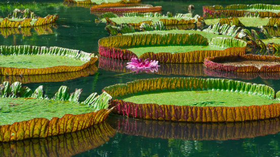 Large water lily leaves that cover a lake in Pamplemousse Gardens in Mauritius