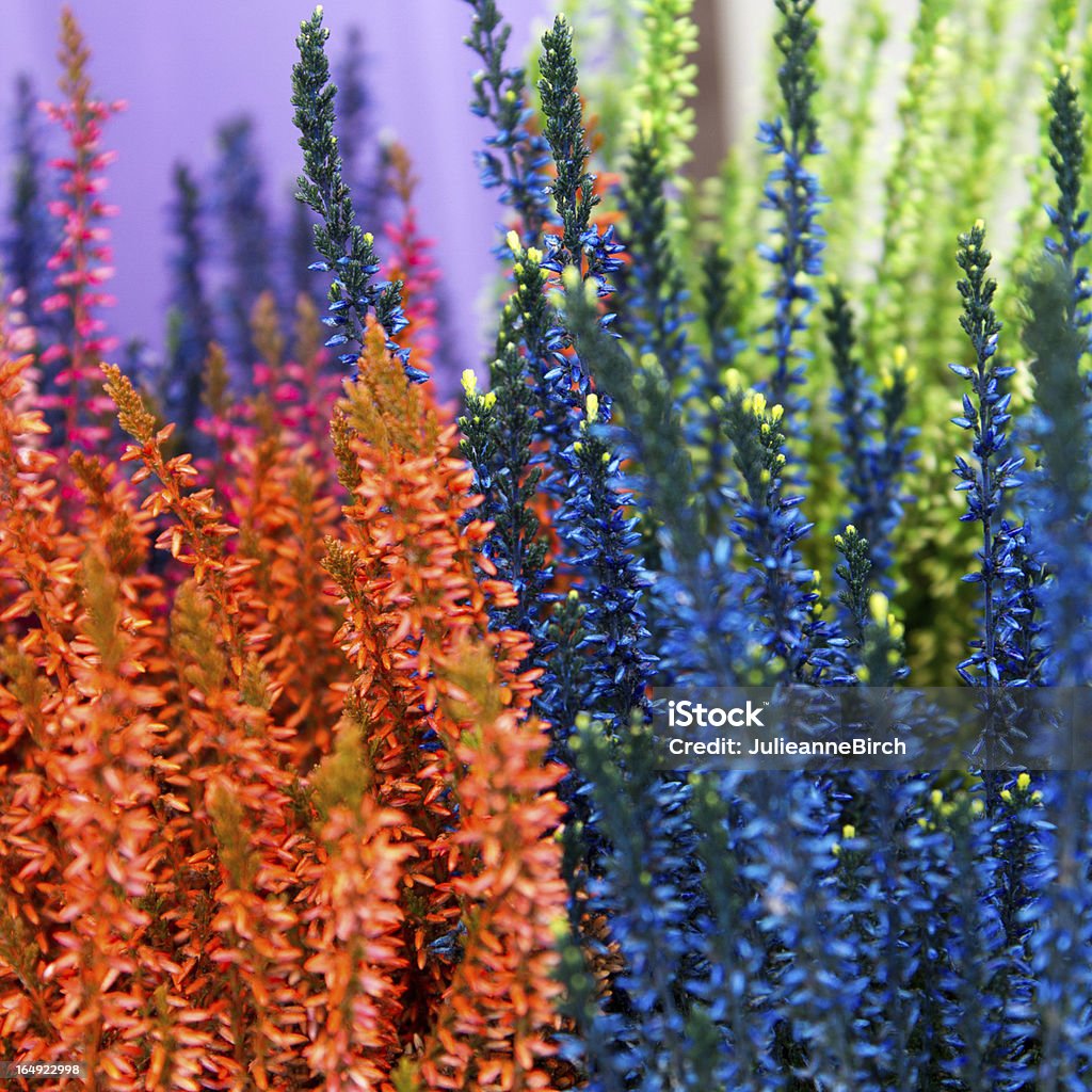 heather de color - Foto de stock de Azul libre de derechos