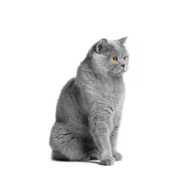 istock British shorthair cat sits on a white background. 1649230046