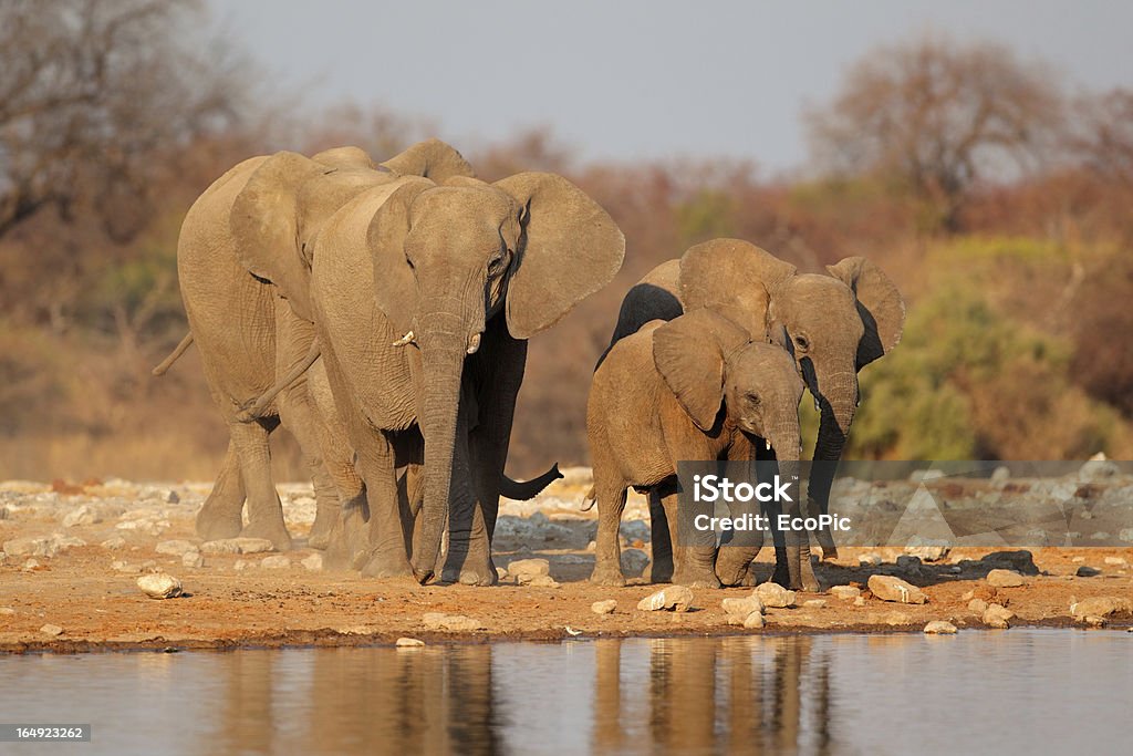 Elefanten im Wasserloch - Lizenzfrei Afrika Stock-Foto