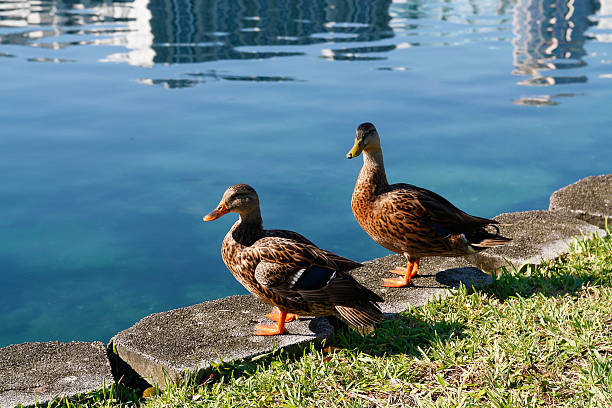 Duck stock photo