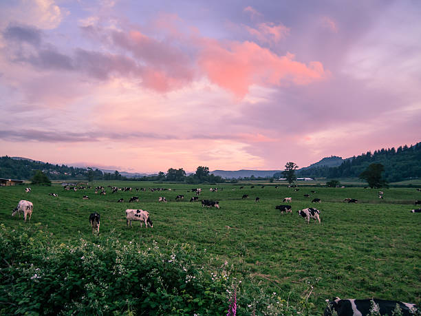 Holstein Cattle Field At Sunset stock photo