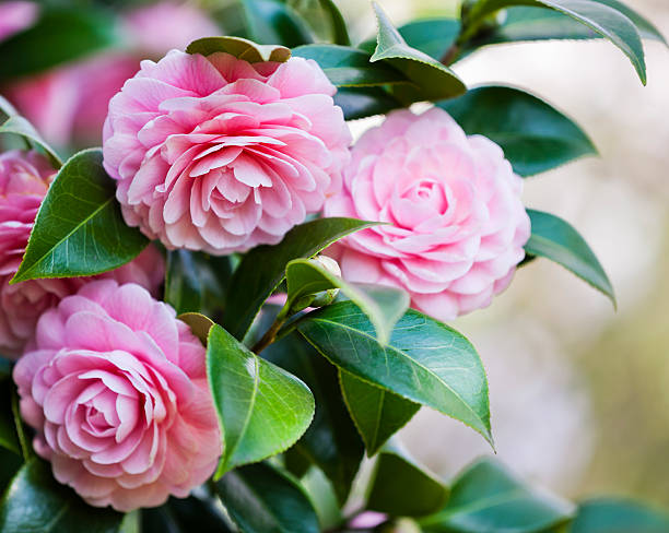 Camellia Close up of Pink Camellia camellia stock pictures, royalty-free photos & images