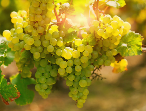 Bunches of ripe white grape at vineyard in France