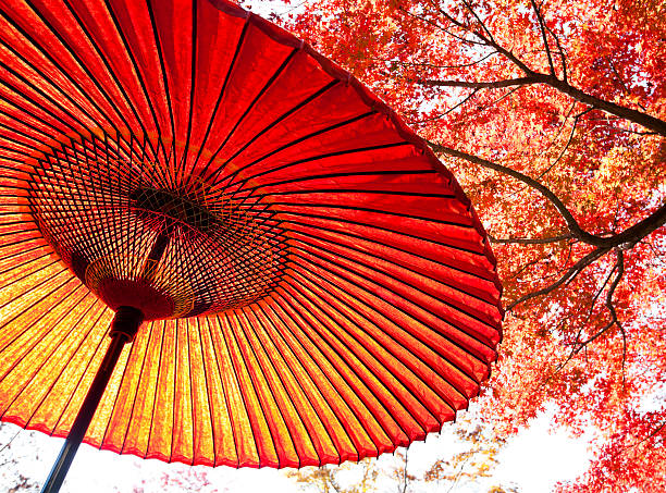 herbst japanischer regenschirm - autumn japanese maple maple tree selective focus stock-fotos und bilder