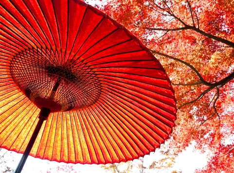 open parasols umbrella are in a row among the trees. table shades. a view from below of the sky. wine red fabric