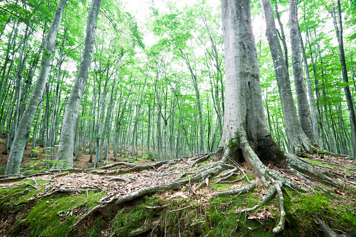 beech forest & tree roots