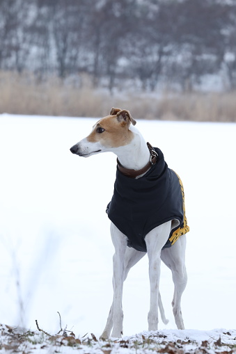 Greyhound dog outdoor in the clothes. Winter time. Dog coat
