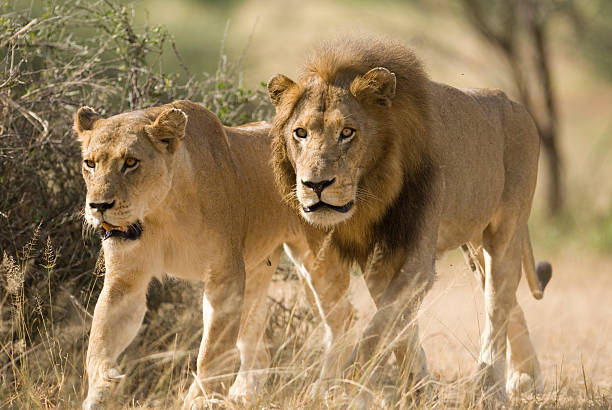 istock mating pair of wild lions 164924329