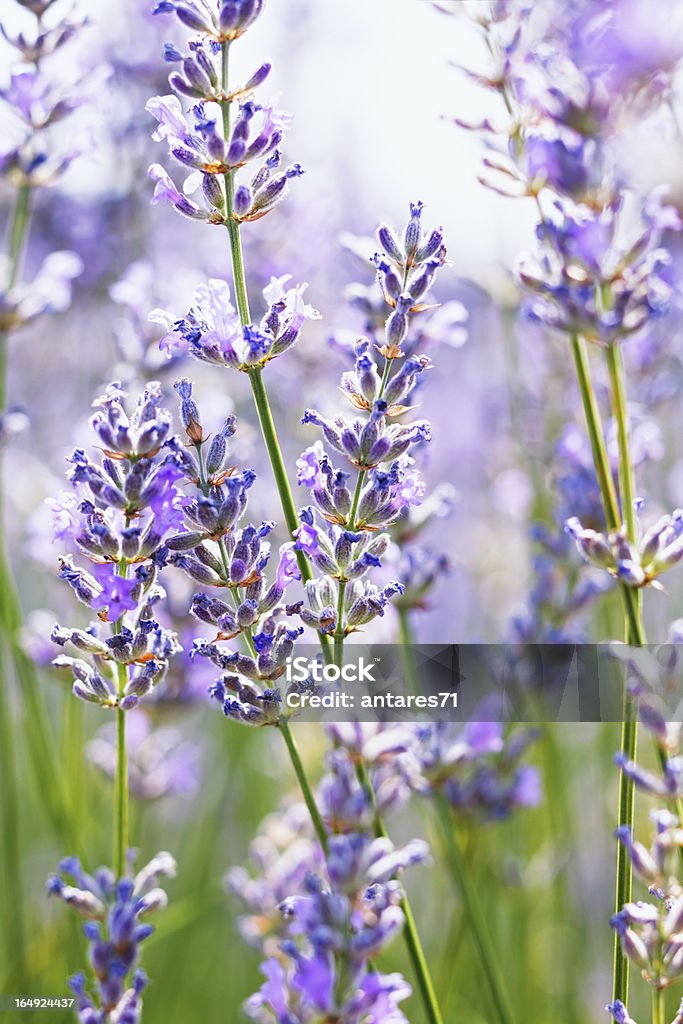 Sunny Lavendel - Lizenzfrei Baumblüte Stock-Foto