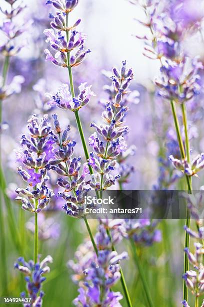 Sunny Lavendel Stockfoto und mehr Bilder von Baumblüte - Baumblüte, Bildschärfe, Blume