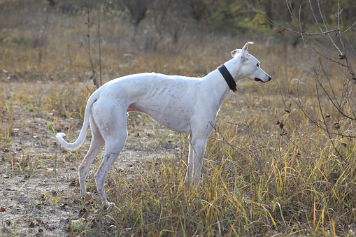 Beautiful greyhound dog in nature. Outdoor dog activities