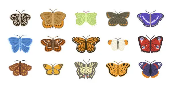 Vector illustration of Butterflies