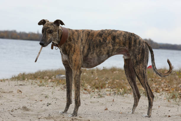istock Greyhound dog outdoor 1649248326