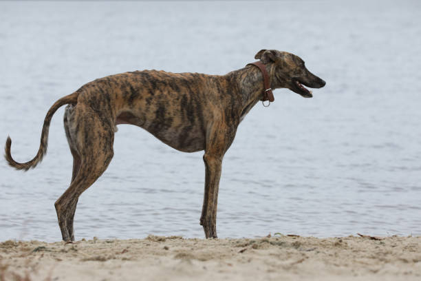 istock Greyhound dog outdoor 1649248336