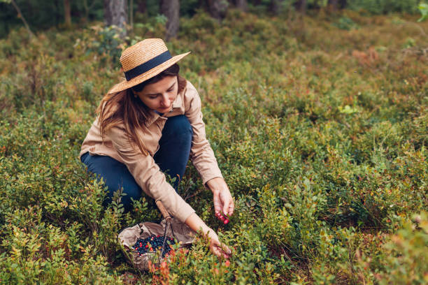 Woman picking bilberries blueberries and lingonberries in autumn forest putting them in basket. stock photo