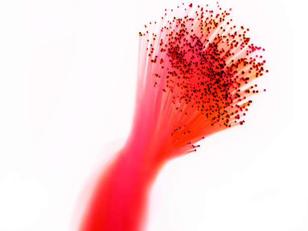 Fibre Optic Light Stock Photo - Download Image Now - Fiber Optic, White Background, Fiber - iStock Fibre Optic Light Stock Photo - Download Image Now - Fiber Optic, White Background, Fiber - iStock