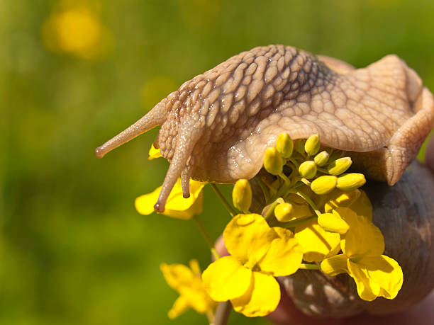 Snail on flower A garden snail on the yellow flowers, oilseed Rape. Green background. rapeseed shell stock pictures, royalty-free photos & images