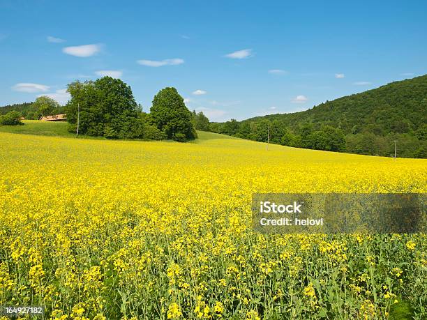 Raps Canola Stockfoto und mehr Bilder von Agrarbetrieb - Agrarbetrieb, Anhöhe, Bauernhaus