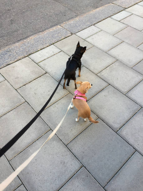 istock Two small chihuahuas out for a walk 1649273149