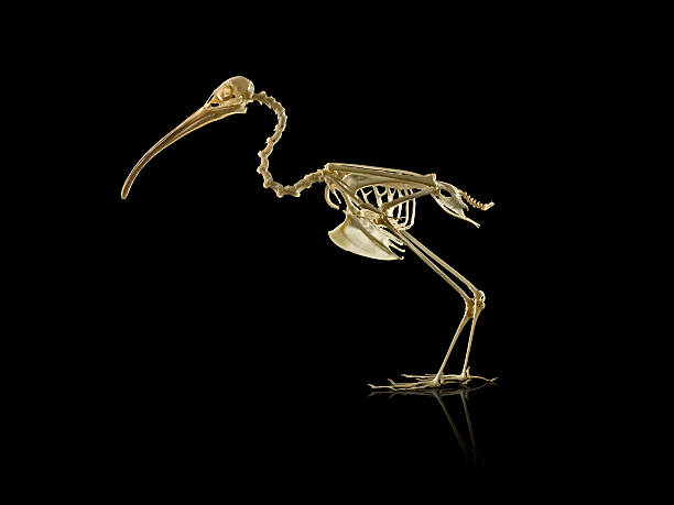 Bird Skeleton stock photo
