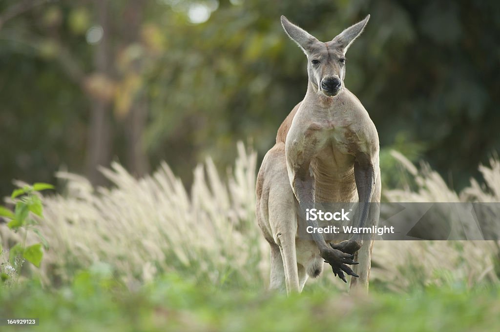 Canguru - Royalty-free Animal Foto de stock