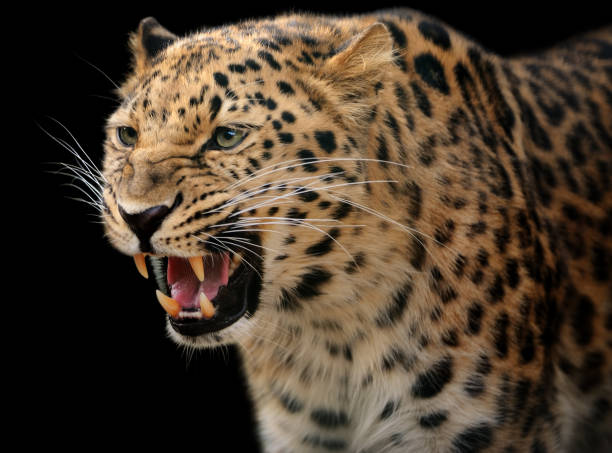 growling leopardenmuster - leopard stock-fotos und bilder