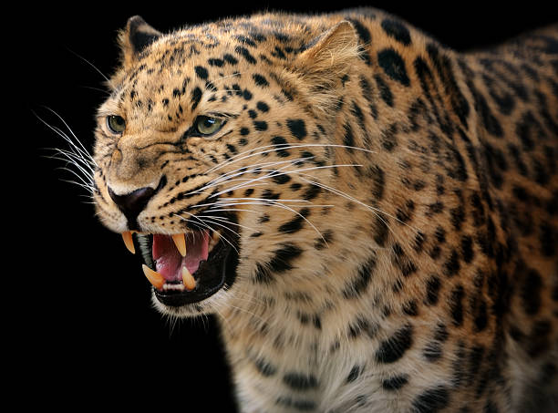 growling leopard Close-up of a leopard showing its teeth. Isolated on clean black background. leopard stock pictures, royalty-free photos & images
