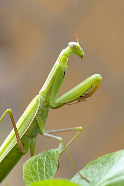 istock Side profile of a praying mantis. 1649293480