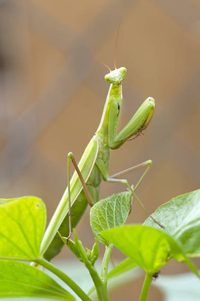 istock Portraiture of a cute praying mantis. 1649295674