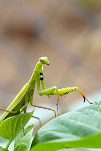 istock Praying mantis on a plant in Idaho. 1649295676