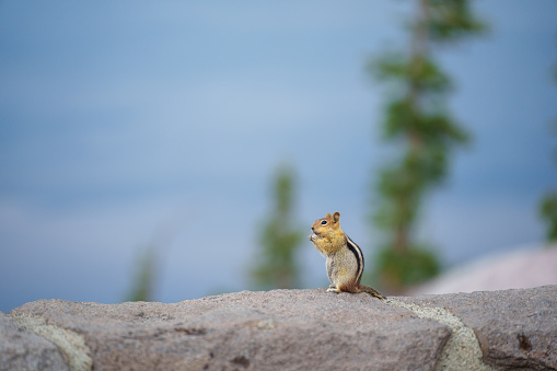 Little Chipmunk eating on a rock in the sun in Zion National park