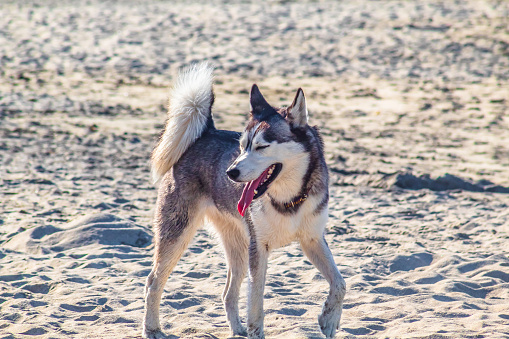 Perro husky jugando en la arena de la playa de zicatela en puerto escondido oaxaca